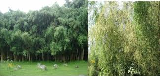 Image result for Oldeania alpina