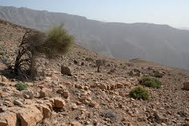 Image result for Cienfuegosia gerrardii