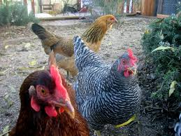 Because of this, they live long lives. How Long Do Chickens Live Root Simple