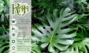 Db59d19303174d596ed7764721bdb710 Jpg 660 396 Plant Leaves Plants Monstera