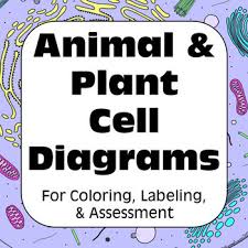 Check spelling or type a new query. Plant Animal Cell Diagrams For Coloring Matching Labeling Quizzes Reference