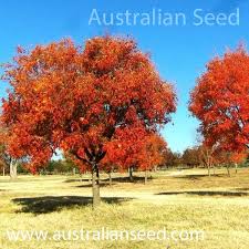 It is hardy and can withstand harsh conditions as well as poor quality soil. Buy Pistacia Chinensis Chinese Pistache Seed Australian Seed