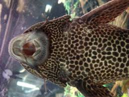 Fungus guide will walk you through exactly what you need to do to complete the game with fungus on normal difficulty. Pleco Sick With White Film Splotchs Help Please The Planted Tank Forum