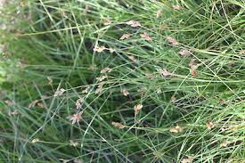 Image result for Carex leptosaccus