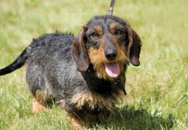 Learn about dog vaccination schedules, core vaccines for dogs (canine distemper, parvovirus in dogs, adenovirus and rabies) and vaccination costs in canada. Dachshund