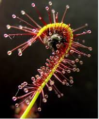Treehugger / hilary allison a favorite morning ritual for many gardeners is to head outdoors. 4 Common Carnivorous Plants