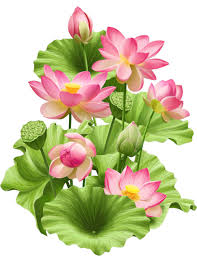 Fleurs Flores Flowers Bloemen Png Lotus Painting Flower Art Painting Lotus Flower Pictures