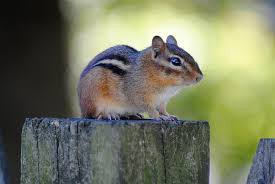 Check spelling or type a new query. Humane Ways To Keep Chipmunks Out Of Your Garden