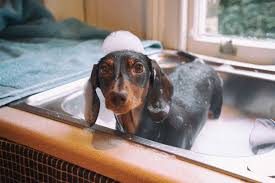 This article will review the best dog shampoos on the market and everything that you. The Best Dog Washes Cleansers To Pamper Your Pooch Viva