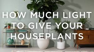 What kind of light do plants need to grow indoor. How Much Light Do Your Plants Need Youtube