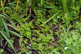 Image result for Selaginella molliceps
