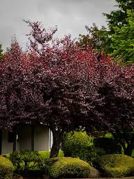 Without a doubt, the standout feature of this tree, sometimes called a cherry plum, is its breathtaking colors. Thundercloud Purple Leaf Plum Trees For Sale The Tree Center