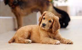 Golden Cocker Retriever Complete Guide Info Pictures Care More Pet Keen