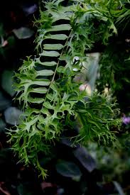 Image result for Nephrolepis biserrata