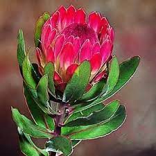 Protea Sylvia 6 8 X 3 5 Hardy 25 30 Deg Protea Flower Trees To Plant Beautiful Flowers