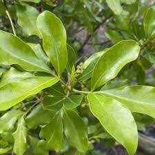 Image result for Selago whyteana