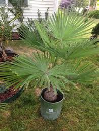 Palm trees are synonymous with tropical beaches, warm sunny climates, and beautiful landscaped also called the 'mexican washingtonia', this species of palm tree has a long narrow trunk and many types of indoor palm tree plants thrive at home, and their 'mini' or 'baby' size makes them a good. 48 Northern Palm Trees Ideas Cold Hardy Palm Trees Surviving Cold Palm Trees
