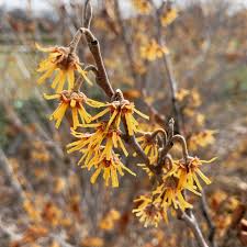 All About Witch Hazels | Yard and Garden