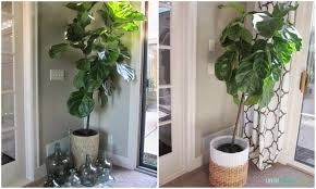 Fiddle leaf fig leaves drooping. An Update On The Fiddle Leaf Fig Life On Virginia Street