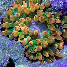Rose bubble tip anemone (rbta) ask a question name. Pet Supplies Marine Sale Rose Bubble Tip Anemone With Rare Green Base Saltwarter Aquarium Live Coral
