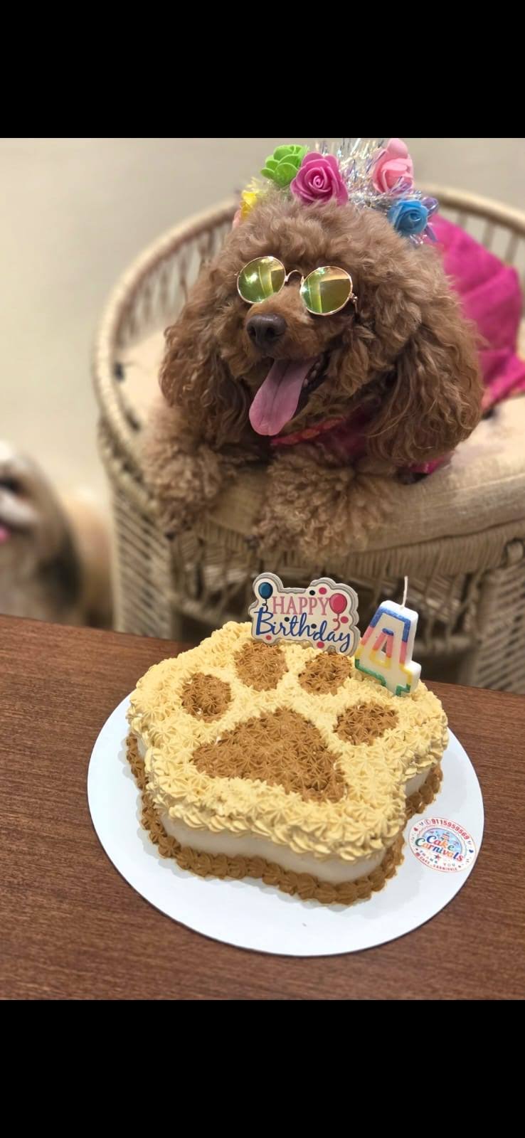 Paw shaped cake product image