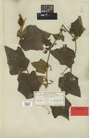 Image result for Raphidiocystis