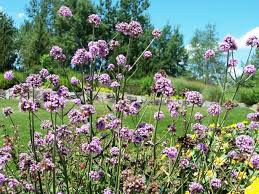 I see no difference but that's a good thing because these plants are unique, robust and very close to a true blue. Verbena Bonariensis Meteor Showers Larger Flowers That Species Large Flowers Meteor Shower Plants