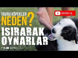Kopeginize Farkinda Olmadan Yaptiginiz 12 Zararli Sey Youtube