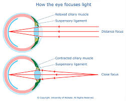 Image result for Presbyopia