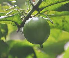 Image result for Massularia