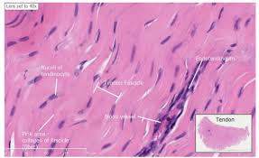 Microscope information, images from beneath the microscope and educational science projects. What Are Tendons Made Of Specifically Biology Stack Exchange