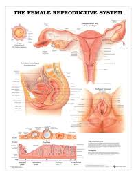 the female reproductive system laminated anatomical chart