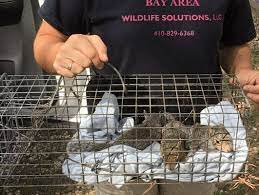In order to maintain a high standard of customer satisfaction, bay area wildlife solutions llc uses. Bay Area Wildlife Solutions Delaware And Maryland Animal Removal