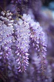 11 Fragrant Night Blooming Flowers That Will Make Your Evenings So Much Lovelier Night Blooming Flowers Blooming Flowers Wisteria