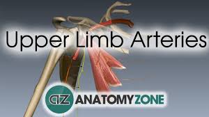 Diagram of the arteries of the upper extremity (arm/thoracic area). Upper Limb Arteries Arm And Forearm 3d Models Video Tutorials Notes Anatomyzone