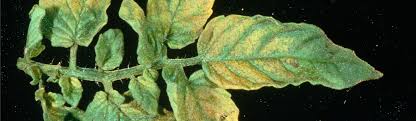 Image result for Alfalfa mosaic virus