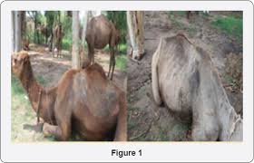 How many camels for your boyfriend? Open Accessjournals List Of Open Access Journals Juniper Publishers