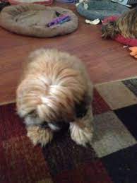 Mother's are monitored by a vet through their pregnancy and afterwards. Gorgeous Red White Black Black White Red Shih Tzu Puppies Updated For Sale In Virginia Beach Virginia Classified Americanlisted Com