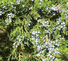 Red Cedar Common Name Of Many Evergreen Trees Britannica Evergreen trees are only found in the colder climates of gielinor like the white wolf mountain. red cedar common name of many