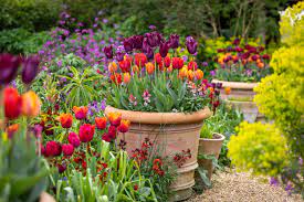 How to create a showstopping display of tulips in your spring garden -  National Garden Scheme