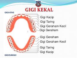Molars pasti gigi terbesar di mulut anda! Gigi Manusia
