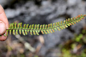 Image result for Asplenium monanthes