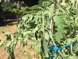 Il est fortement déconseillé d'arroser les tomates le matin, et ce même de bonne heure, car le soleil une fois sorti va griller les feuilles. Arrosage Des Tomates Comment Bien Les Arroser