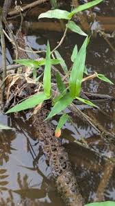 Image result for Acroceras zizanioides