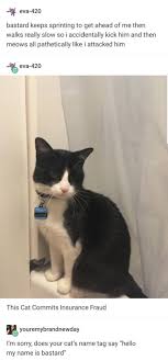 A Cat Touches Me With Its Small Hand Me Eyes Tearing Up Thank You Tumblr Funny Funny Animals Cats