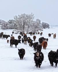 In this episode of The Beef Podcast Show, Dr. Sergio Arispe from Oregon  State University discusses the unique environmental challenges in eastern  Oregon, effective strategies for managing invasive species, and the role