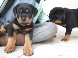 Akc male rottweilers, will be given first set of shots and be dewormed. Purebred Rottweiler Puppies For Sale Va