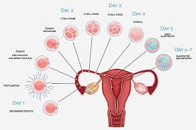 Physiology Of Ovulation Flow Chart Early Stage Pregnancy