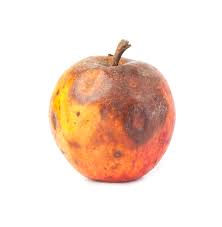 Rotten Apple Definition And Meaning Collins English Dictionary