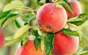 A lapin's cherry is one of the largest and juiciest of the sweet cherries, which makes a lapin's cherry tree a great choice for backyard growing. Top Fruit Trees For Backyard Orchards Home Garden And Homestead